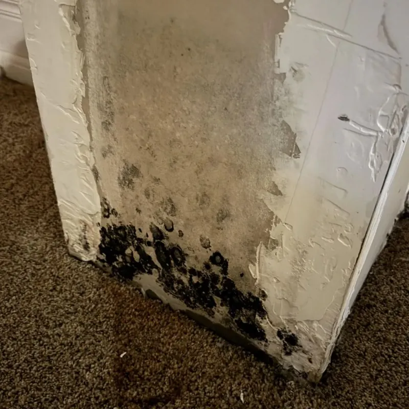 Professional Mold Removal in Granbury, TX